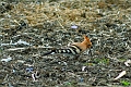 14 04 16_4188_edited-1